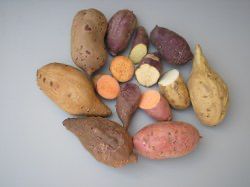 Süsskartoffeln sind von Natur aus genetisch verändert, Ghent University