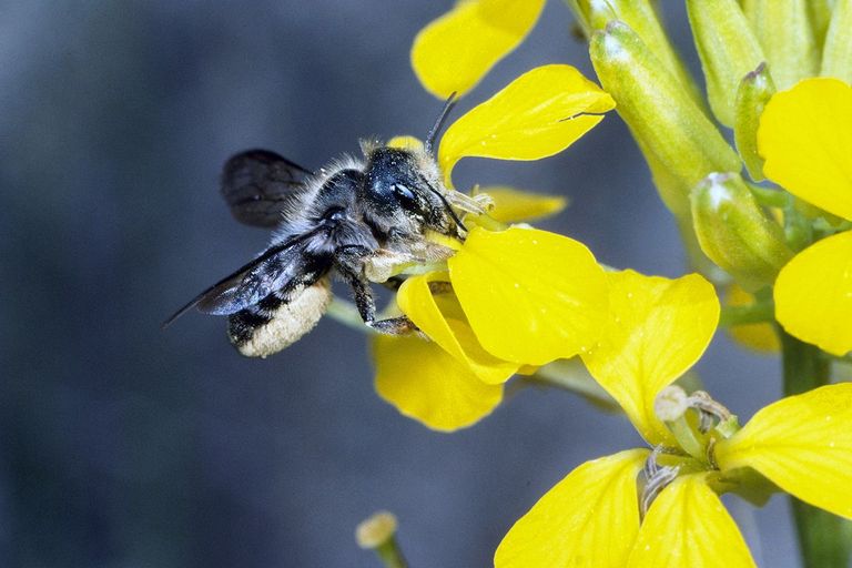 Teaser: En vol avec les abeilles sauvages Teaser: En vol avec les abeilles sauvages
