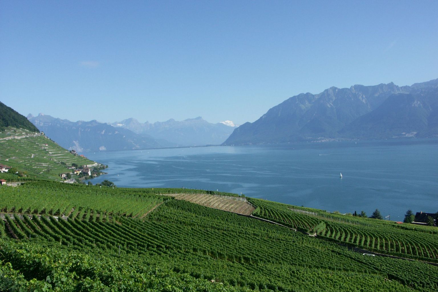 Die Region Lavaux am Lac Léman ist seit Oktober 2015 von der goldgelben Vergilbung betroffen. Die Region Lavaux am Lac Léman ist seit Oktober 2015 von der goldgelben Vergilbung betroffen.