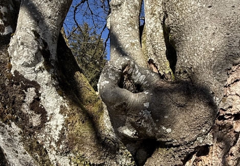 En regard de la biodiversité et de la résilience face aux changements climatiques, les forêts naturelles et leurs vieux arbres servent de référence en matière de sylviculture. En regard de la biodiversité et de la résilience face aux changements climatiques, les forêts naturelles et leurs vieux arbres servent de référence en matière de sylviculture.