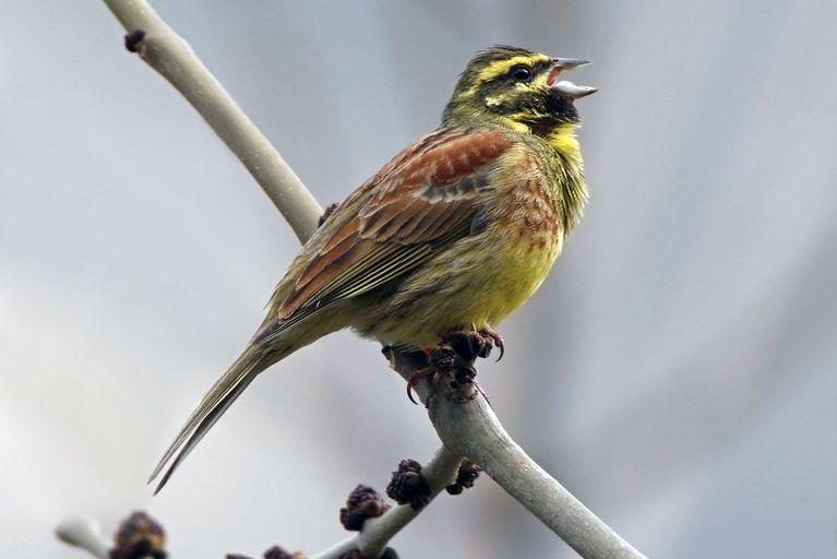 Teaser Vögel im Rebgebiet Teaser Vögel im Rebgebiet