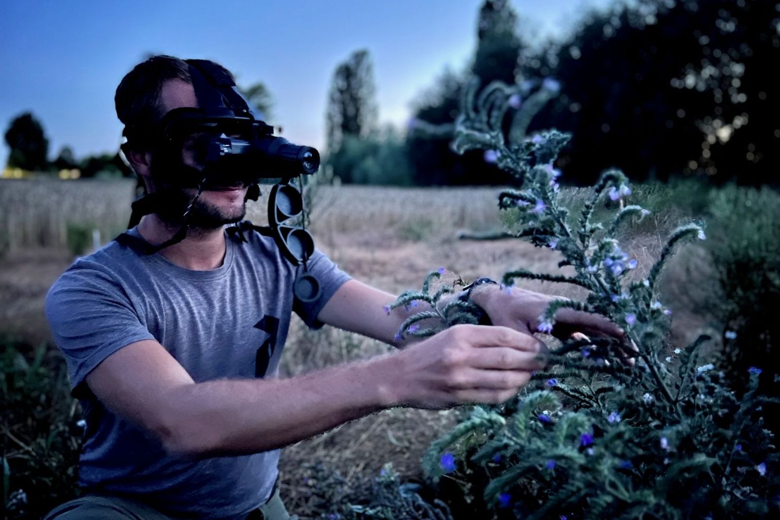 Fig. 2 : Afin de mieux comprendre l’influence de la pollution lumineuse sur l’activité des herbivores et les conséquences sur la pollinisation, des comptages réguliers ont été réalisés à l’aide de lunettes de vision nocturne. Cet outil permet d’observer les organismes sans les perturber avec des sources lumineuses artificielles, comme les lampes torches. Fig. 2 : Afin de mieux comprendre l’influence de la pollution lumineuse sur l’activité des herbivores et les conséquences sur la pollinisation, des comptages réguliers ont été réalisés à l’aide de lunettes de vision nocturne. Cet outil permet d’observer les organismes sans les perturber avec des sources lumineuses artificielles, comme les lampes torches.
