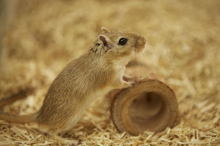 Picture of gerbil in research made available by Novartis