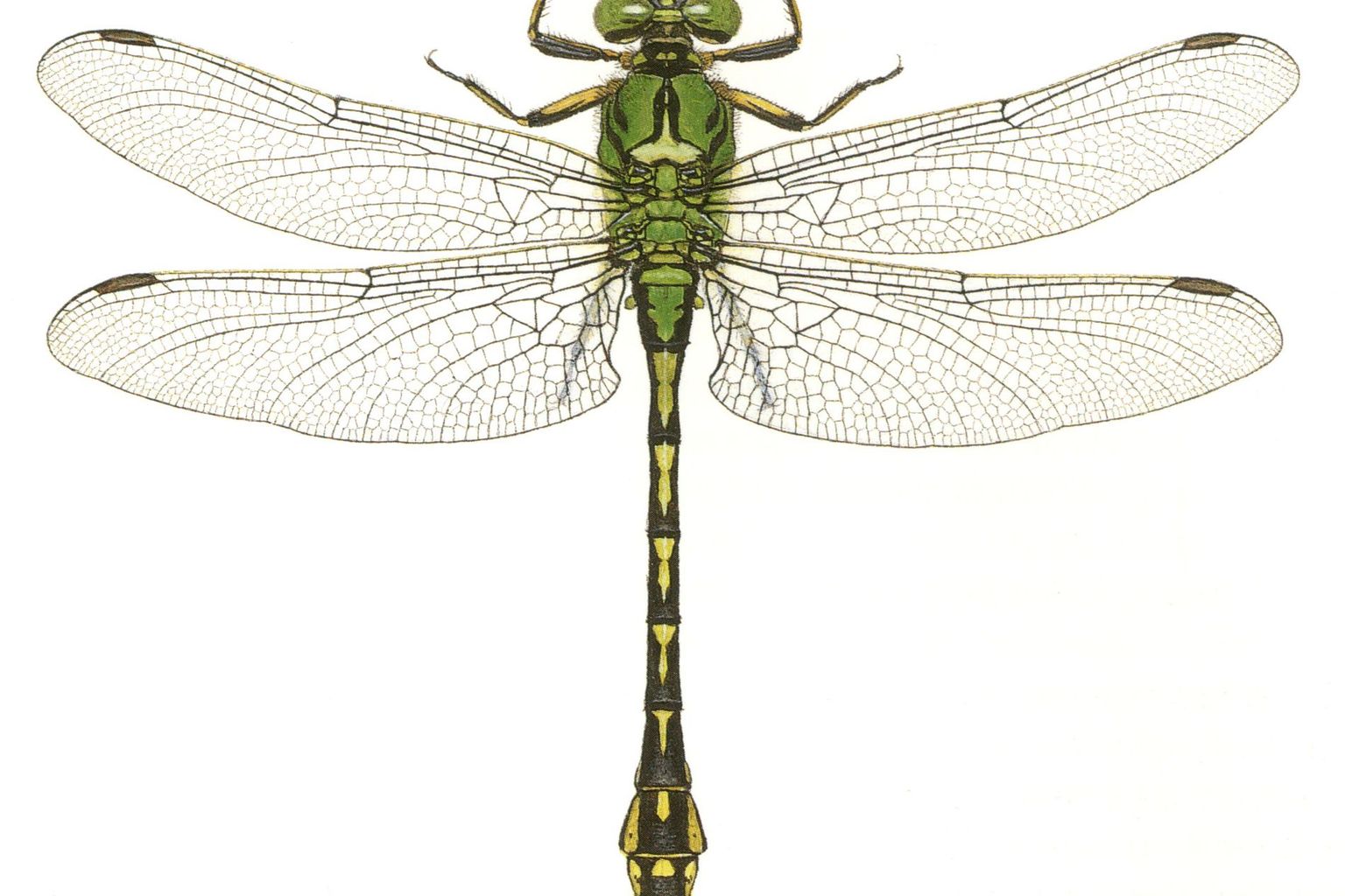 Grüne Keiljungfer (Ophiogomphus cecilia) - Libellenstudien von Paul-André Robert (1901–1977) - Würdigung des Künstlers in Fauna Helvetica, Band 12 (2005)