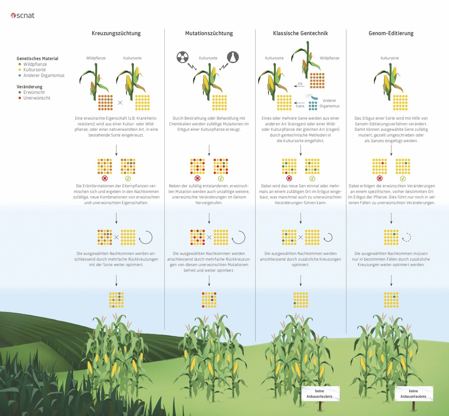 Infografik Pflanzenzüchtung Infografik Pflanzenzüchtung