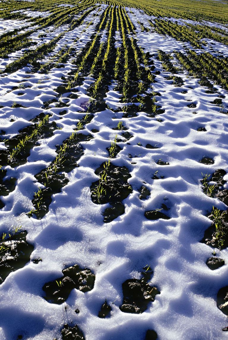 champ neige hiver agriculture