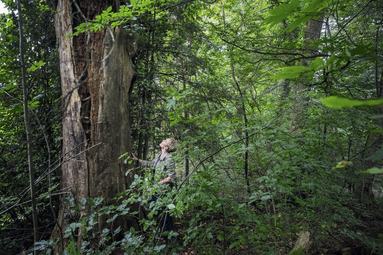 Artenforscherinnen und Artenforscher auf der Suche nach den letzten Überlebenden Artenforscherinnen und Artenforscher auf der Suche nach den letzten Überlebenden
