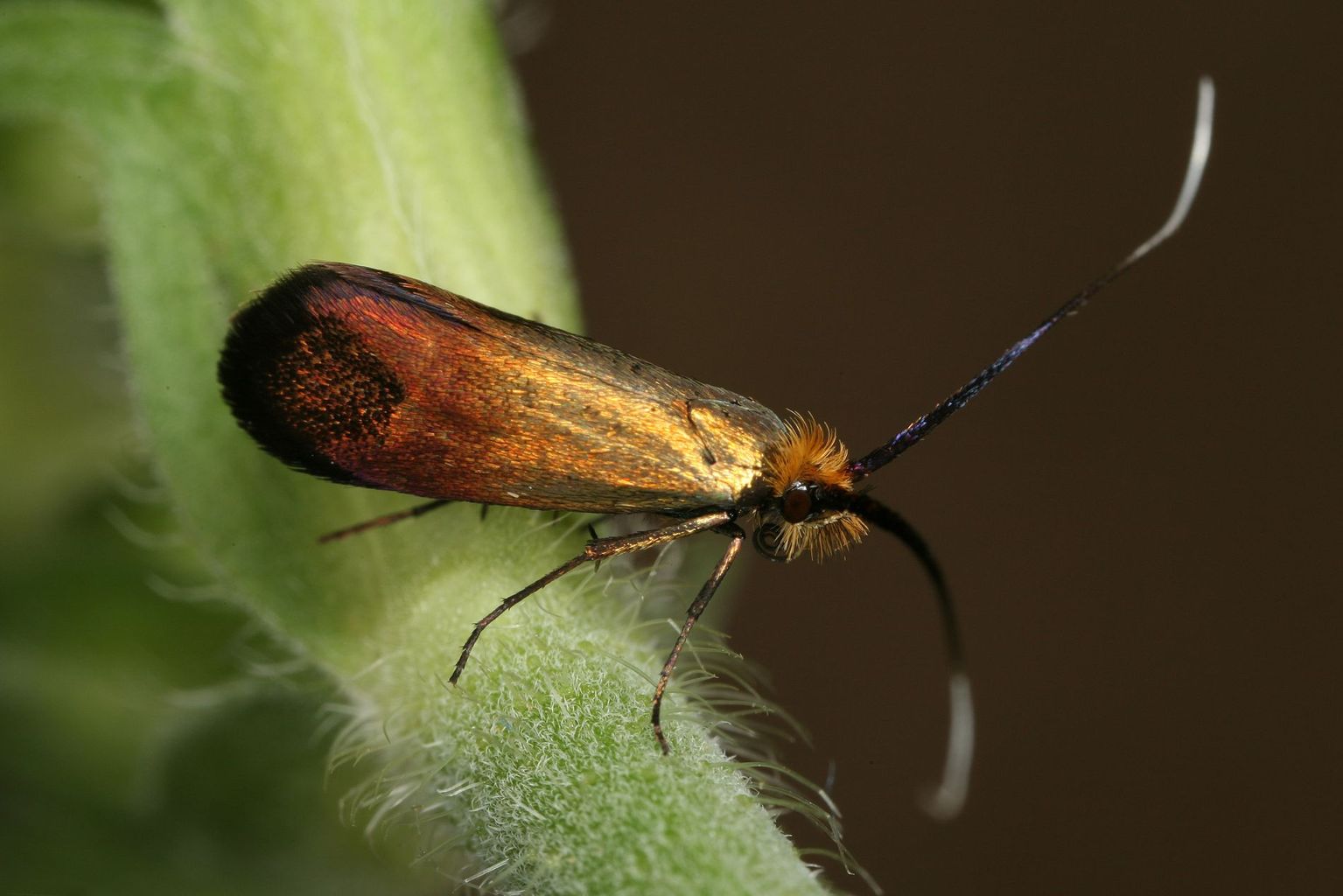 Weibchen von Nemophora cupriacella. Es ist die einzige sich parthenogenetisch fortpflanzende Adeliden-Art Europas. (Bild Rudolf Bryner)