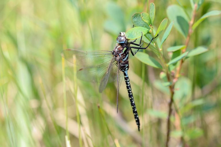 Subarctic darner (Aeshna subarctica elisabethae) Subarctic darner (Aeshna subarctica elisabethae)