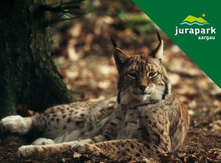 Teaser: Luchs-Exkursion Teaser: Luchs-Exkursion
