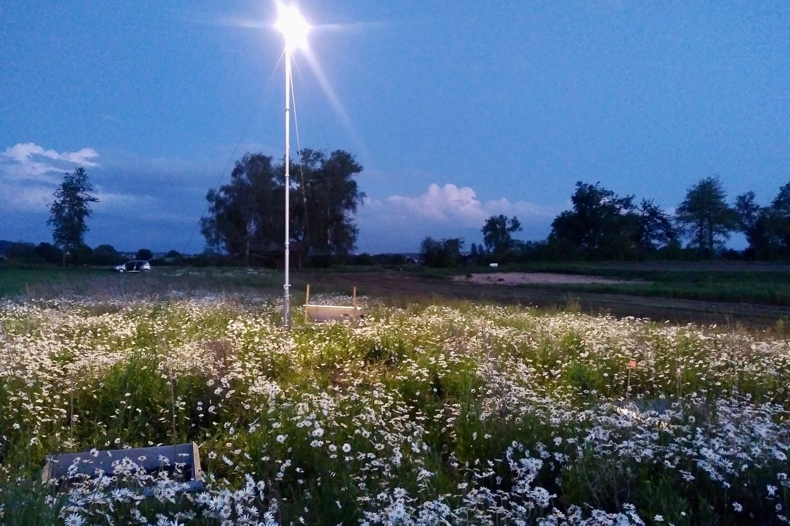 Fig. 1 : Entre 2022 et 2023, 28 jachères florales ont été étudiées, dont la moitié ont été éclairées avec des lampadaires à LED, afin de mieux comprendre les conséquences de l’éclairage artificiel sur les interactions plantes-pollinisateurs. Fig. 1 : Entre 2022 et 2023, 28 jachères florales ont été étudiées, dont la moitié ont été éclairées avec des lampadaires à LED, afin de mieux comprendre les conséquences de l’éclairage artificiel sur les interactions plantes-pollinisateurs.