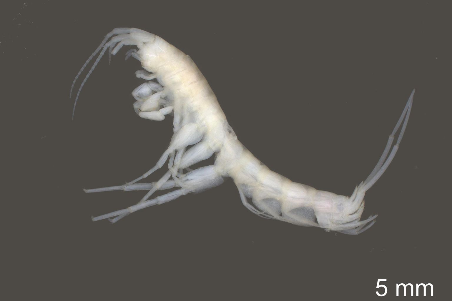 L’amphipode des eaux souterraines Niphargus thienemanni L’amphipode des eaux souterraines Niphargus thienemanni