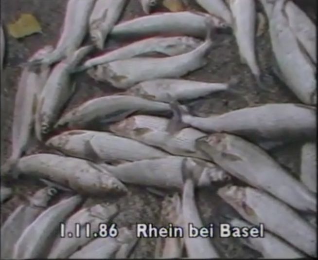 Nach der Katastrophe vom 1. November 1986 sterben im Rhein alle Fische stromabwärts.