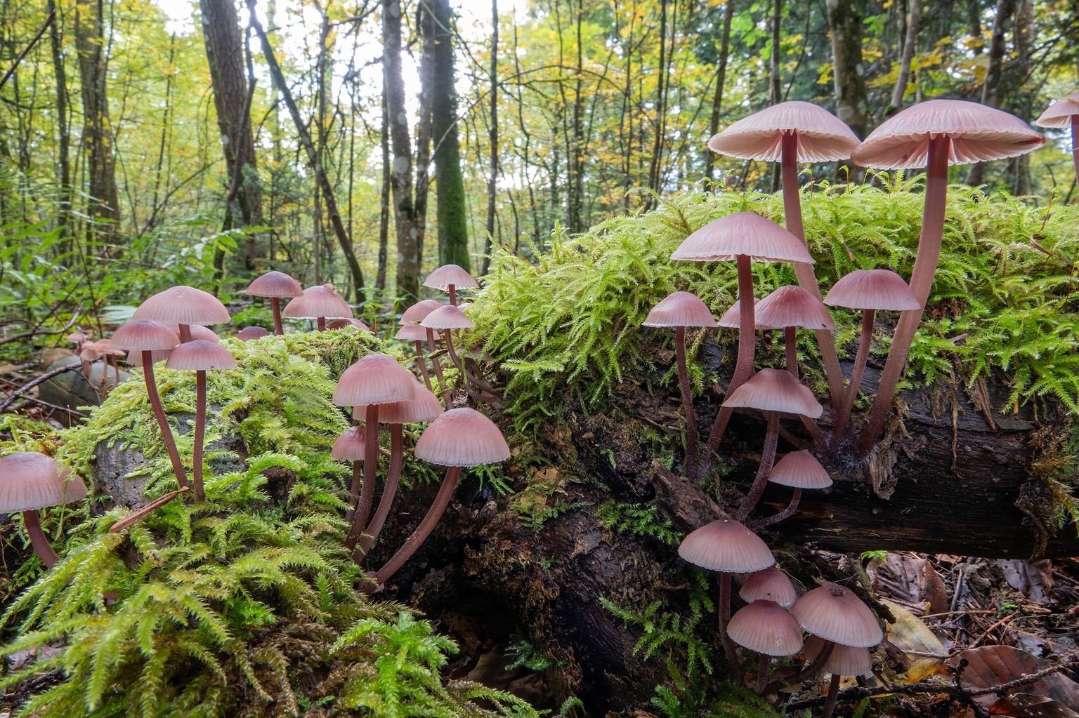 Les processus naturels permettent aux habitats de s'adapter et d'évoluer en permanence. Les processus naturels permettent aux habitats de s'adapter et d'évoluer en permanence.