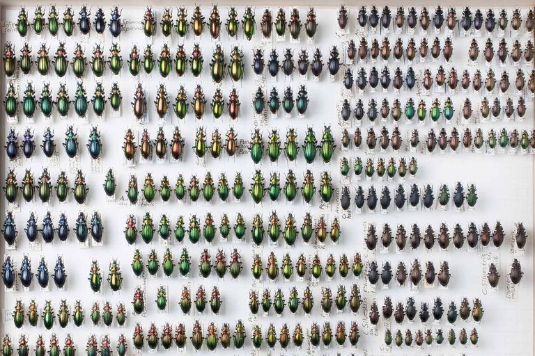 Teaser NMB Nationaler Tag naturhistorischer Sammlungen Teaser NMB Nationaler Tag naturhistorischer Sammlungen