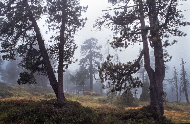 bergföhrenwald nebel bergföhrenwald nebel