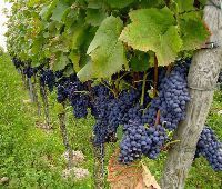 Teaser: Chaleur et sécheresse: quels sont les impacts pour la vigne ?