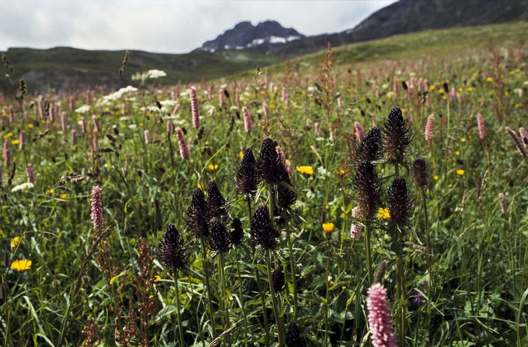 fleurs montagne prairie grasse