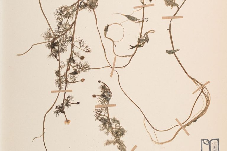Lectotype de Ranunculus rionii Lagger