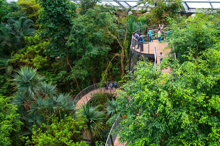 Baumkronenweg in der Masoala-Halle im Zoo Zürich Baumkronenweg in der Masoala-Halle im Zoo Zürich