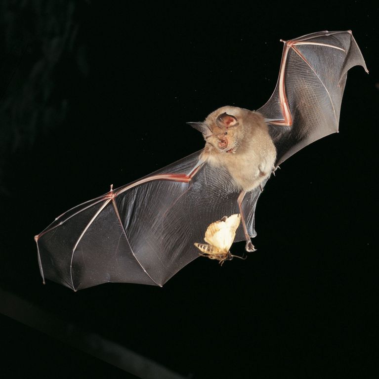 Le Grand rhinolophe, Rhinolophus ferrumequinum Le Grand rhinolophe, Rhinolophus ferrumequinum