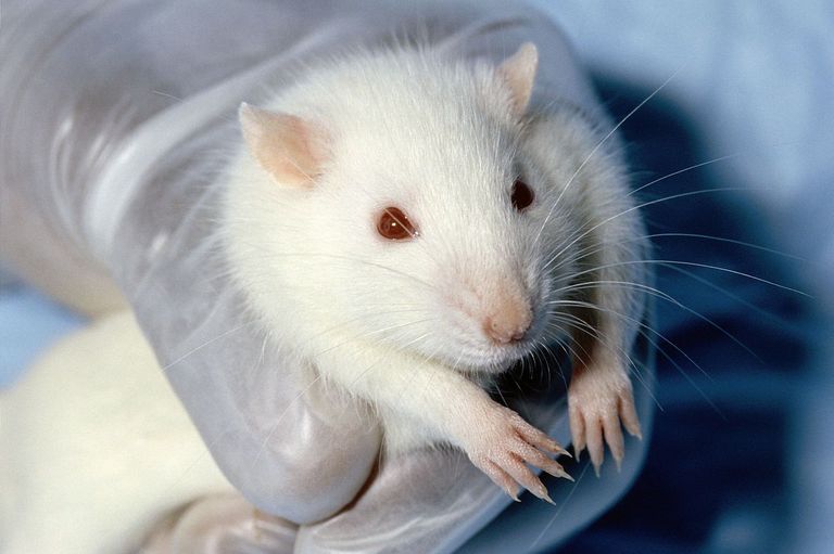 Fütterungsversuche für Lebensmittel werden häufig an Ratten durchgeführt.