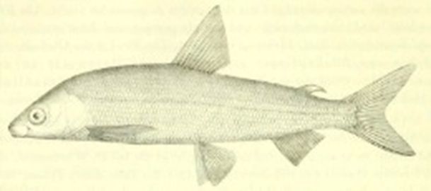 a drawing of the Lake Constance whitefish, an unfortunate victim of definite extinction (eawag).