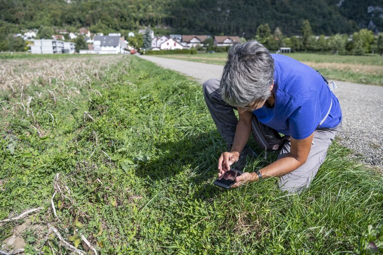 Das BDM ist ein zentrales Programm des Bundes zur Überwachung der Artenvielfalt. Ab April schwärmen die Mitarbeitenden des Botanik-Feldteams aus, um die zahlreichen Messflächen zu beproben. Das BDM ist ein zentrales Programm des Bundes zur Überwachung der Artenvielfalt. Ab April schwärmen die Mitarbeitenden des Botanik-Feldteams aus, um die zahlreichen Messflächen zu beproben.