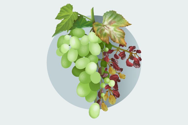 Vigne avec et sans résistance au mildiou Vigne avec et sans résistance au mildiou