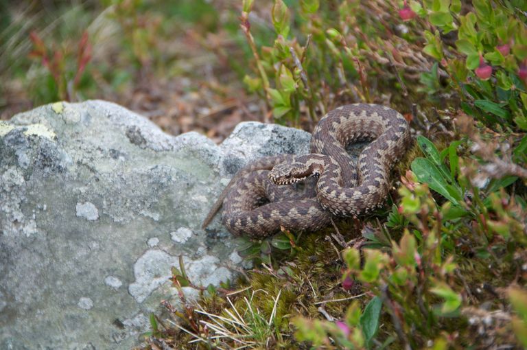 Neuentdeckte europäische Schlange steht vor dem Aussterben