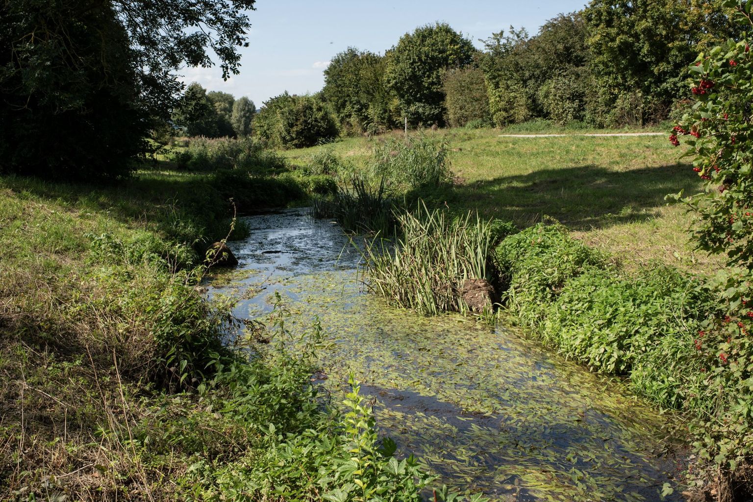Le Furtbach est plus propre qu’avant. Le Furtbach est plus propre qu’avant.
