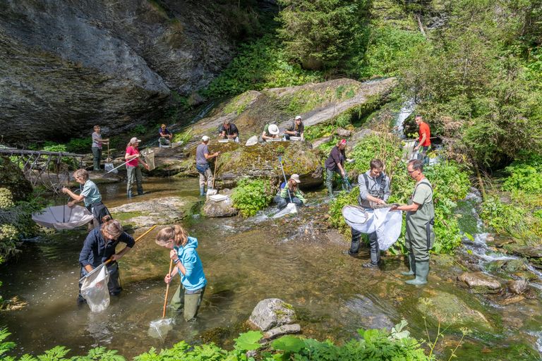 Ein Feldteam aus rund 20 Gewässerspezialistinnen und -spezialisten ist in der ganzen Schweiz unterwegs, um jedes Jahr rund 100 Gewässerabschnitte mittels Kick-Sampling zu beproben, die Ökomorphologie zu ermitteln und die Gewässerwirbellosen auf Familienniveau zu bestimmen. Ein Feldteam aus rund 20 Gewässerspezialistinnen und -spezialisten ist in der ganzen Schweiz unterwegs, um jedes Jahr rund 100 Gewässerabschnitte mittels Kick-Sampling zu beproben, die Ökomorphologie zu ermitteln und die Gewässerwirbellosen auf Familienniveau zu bestimmen.