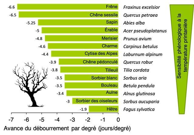 Fig. 1: Spring phenological sensitivity to temperature increase (number of days ahead of bud break per 1 degree of warming) of different European deciduous forest species.  Data from (Vitasse et al., 2009a, Vitasse et al., 2009b, Vitasse et al., 2013, Fu et al., 2015).