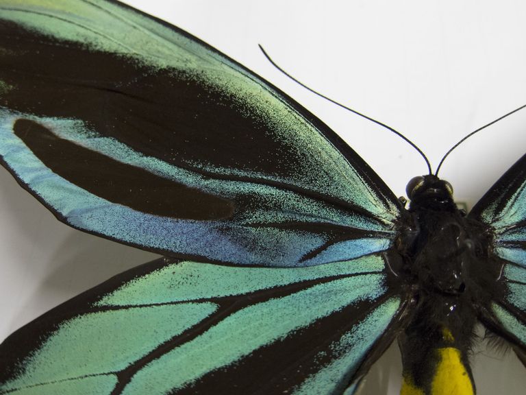 Ornithoptera alexandrae 2 Ornithoptera alexandrae 2