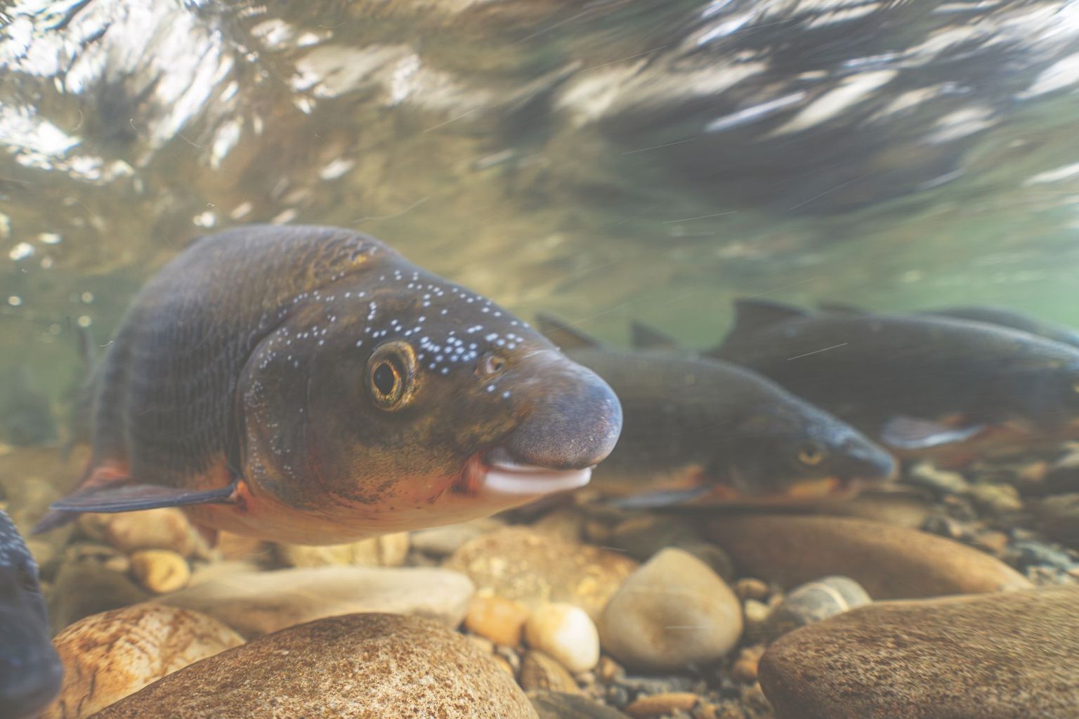Les poissons sont considérés comme de bons indicateurs de l’état des eaux. La photo montre un nase, spécimen d’une espèce menacée d’extinction nécessitant des eaux s’écoulant sans entrave sur un fond de graviers dans de grandes rivières chaudes en été. Les poissons sont considérés comme de bons indicateurs de l’état des eaux. La photo montre un nase, spécimen d’une espèce menacée d’extinction nécessitant des eaux s’écoulant sans entrave sur un fond de graviers dans de grandes rivières chaudes en été.