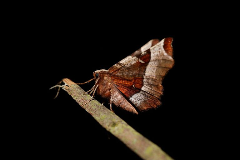 Teaser: Éclairage sur les papillons de nuit Teaser: Éclairage sur les papillons de nuit