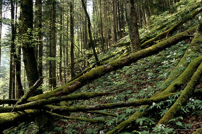 hêtre forêt feuilles printemps hêtre forêt feuilles printemps