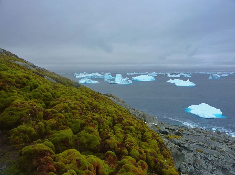 Green Island in Antarktika. Die Moosschicht ist hier rund 1m dick und bis 1500 Jahre alt. Green Island in Antarktika. Die Moosschicht ist hier rund 1m dick und bis 1500 Jahre alt.