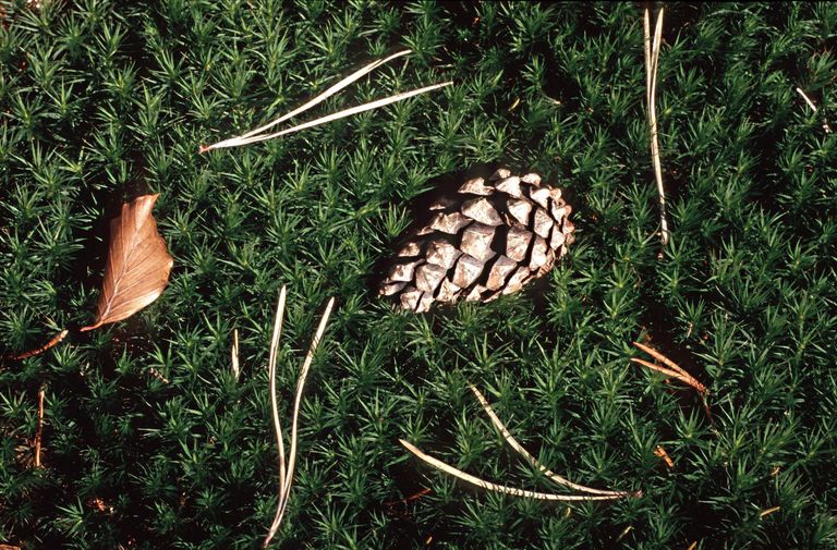 hair-cap moss needles conifer cone