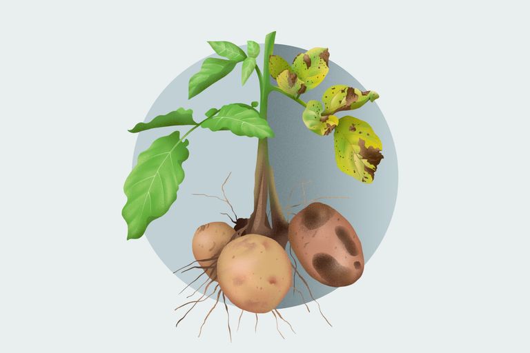 Kartoffel mit und ohne Resistenz gegen Kraut- und Knollenfäule