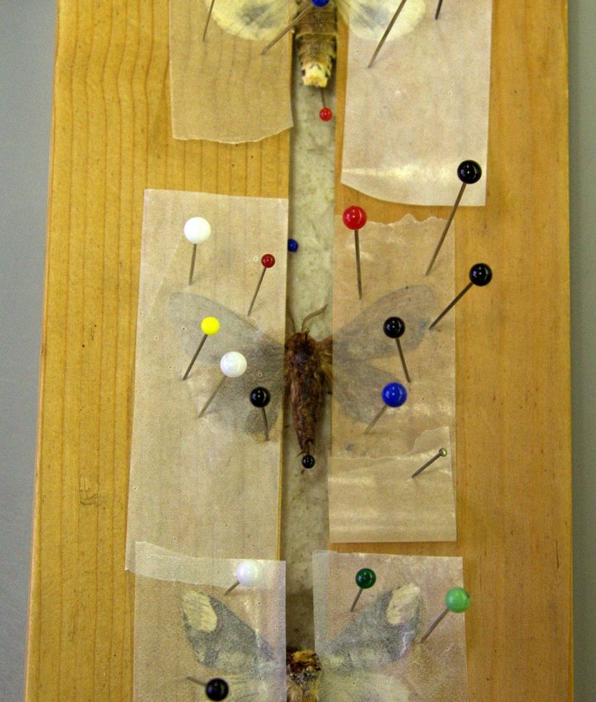 Summer school 2013 (plate-forme Biologie) Summer school 2013 (plate-forme Biologie)