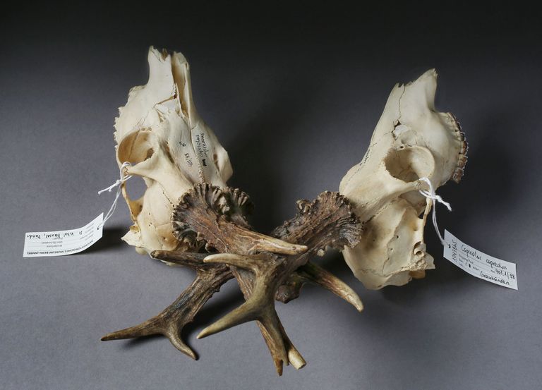 Sammlungen/Hörner Sammlungen/Hörner