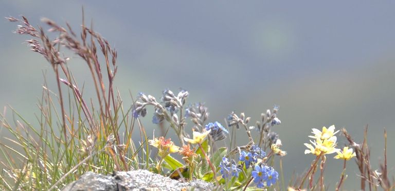 Biodiversität Biodiversität