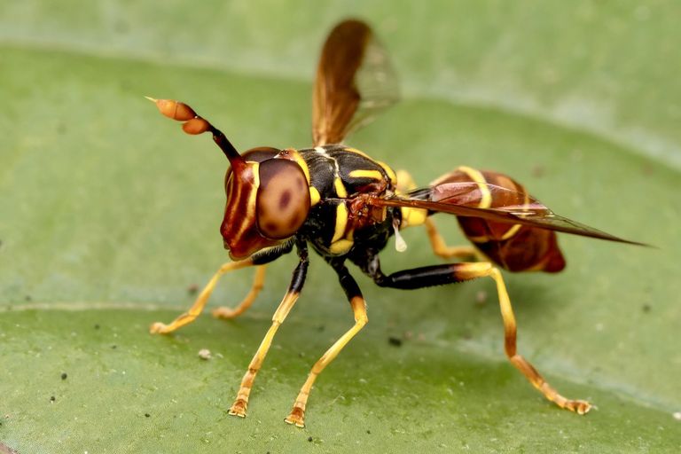 Monoceromyia ndidiae Monoceromyia ndidiae