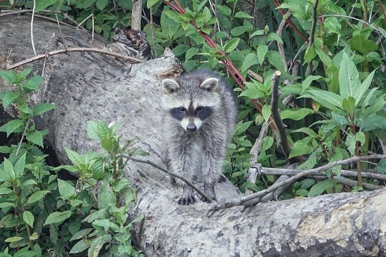 Der Waschbär, eine gebietsfremde Art in der Schweiz. Der Waschbär, eine gebietsfremde Art in der Schweiz.