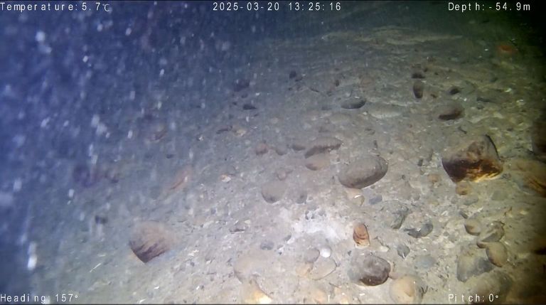 Seesaibling Seesaibling