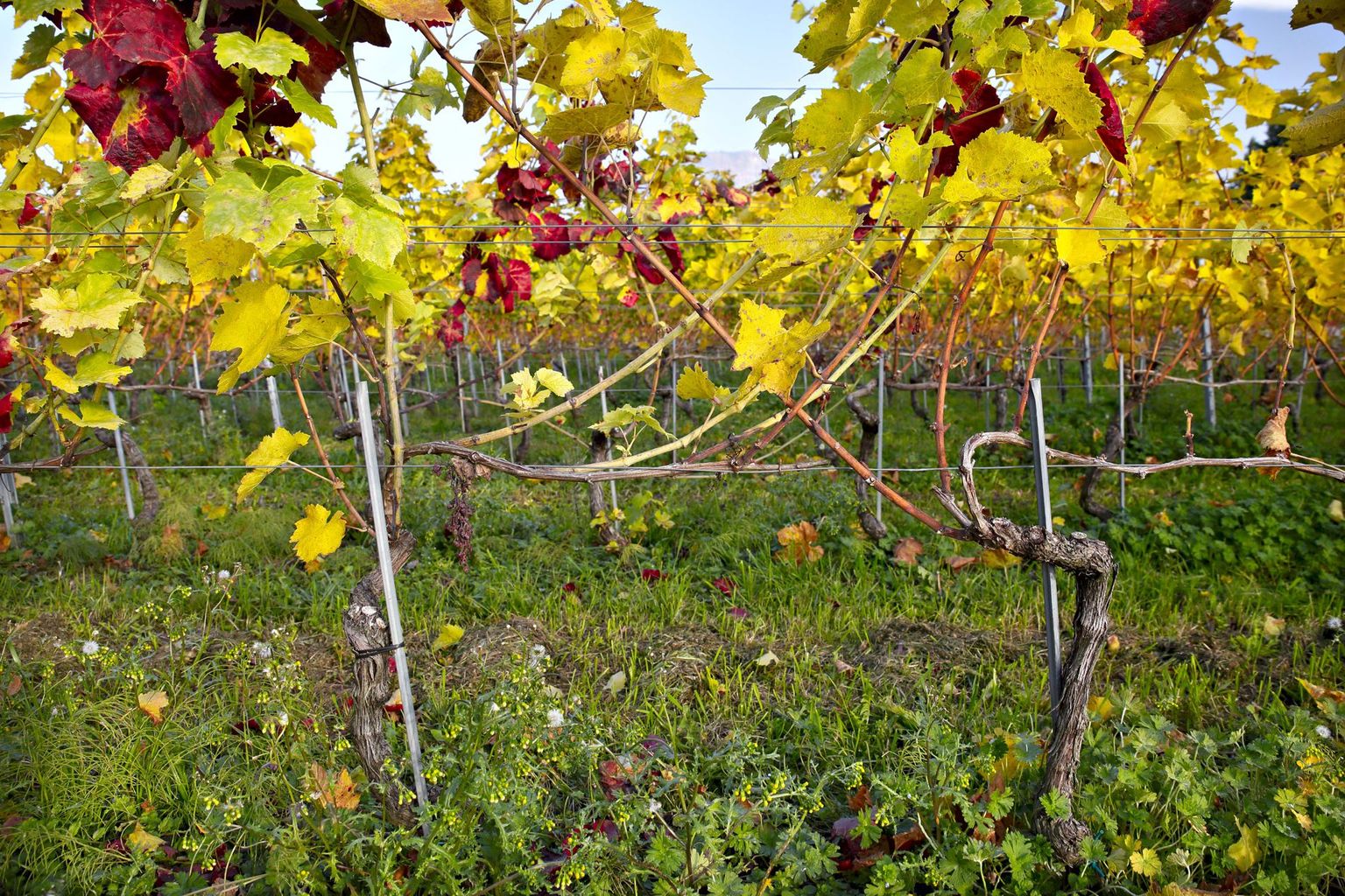 Goldgelbe Vergilbung auf Rebstock (Gamay). Goldgelbe Vergilbung auf Rebstock (Gamay).