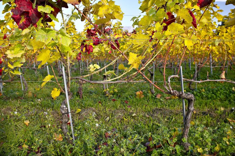 Goldgelbe Vergilbung auf Rebstock (Gamay). Goldgelbe Vergilbung auf Rebstock (Gamay).