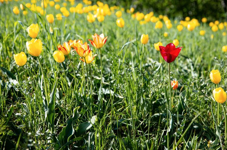 Teaser: Geheimnisvolle Wildtulpen-Führung Teaser: Geheimnisvolle Wildtulpen-Führung