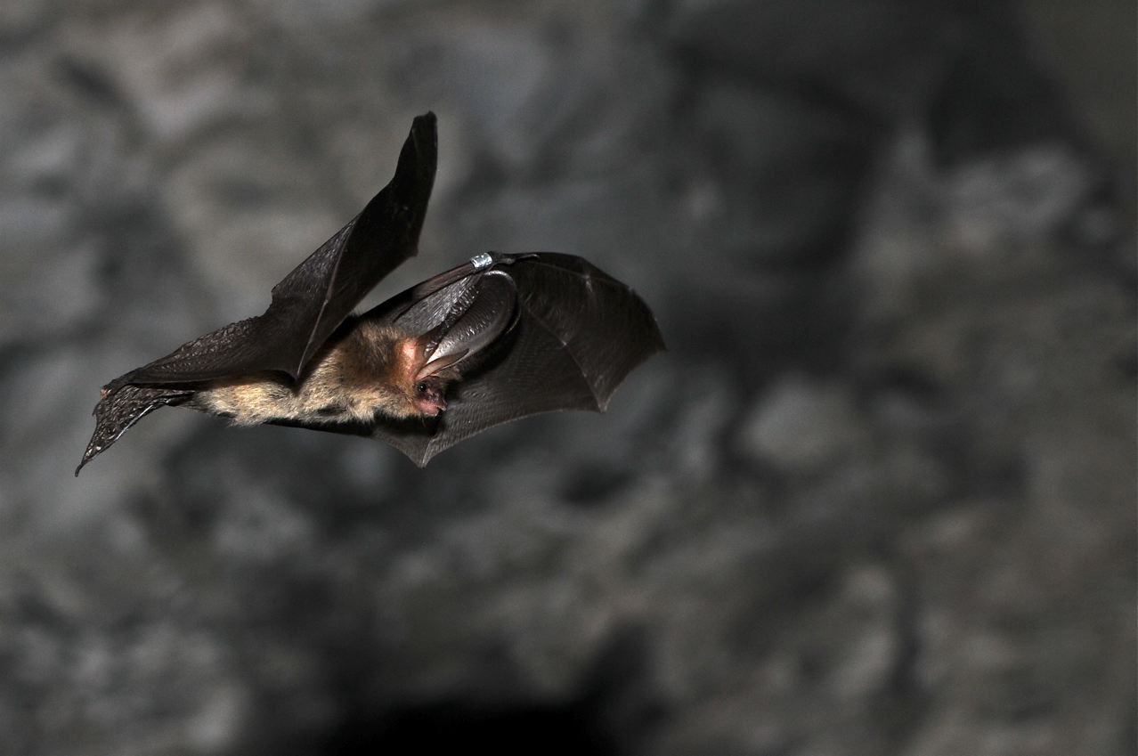 Les chauves-souris - reines de la nuit Les chauves-souris - reines de la nuit